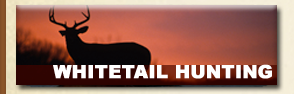 Whitetail Hunting